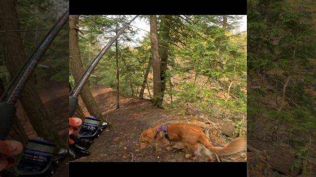 Maggie And I Hike Down To The Creek