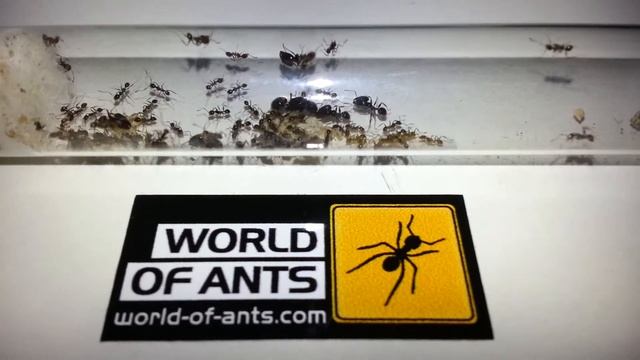Pheidole cf rhinoceros смотреть онлайн