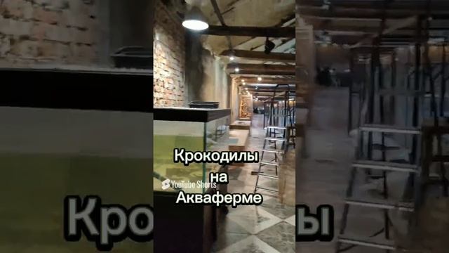Крокодилы на Акваферме. смотреть онлайн