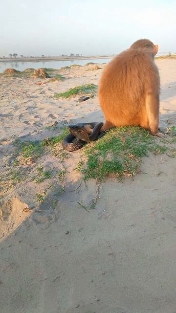 cobra snake monkey short video king #monkey #kingcobra #animals #kingsnake #shortvideo #snake