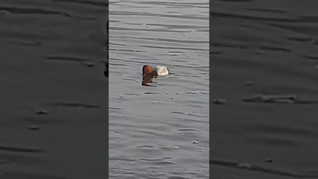 на озере новый обитатель - нырок ПОКХАРД