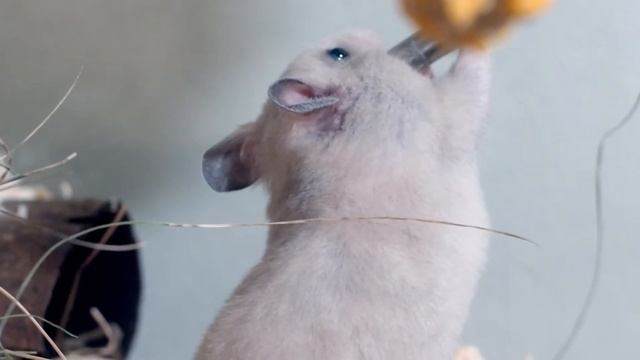 Hamster Handsome😍😄  Хомяк красавчик
