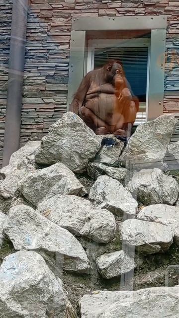 семья орангутанов 🥰🥰🥰 смотреть онлайн