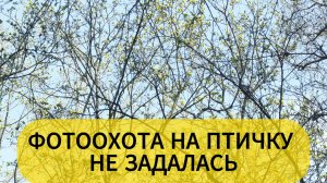 ФОТООХОТА НА ПТИЧКУ НЕ ЗАДАЛАСЬ!