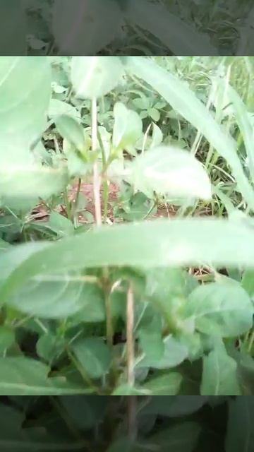 A slow growing plant. смотреть онлайн