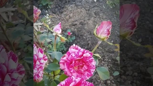 Розовый сентябрь смотреть онлайн