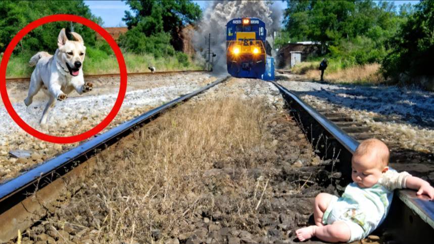 ЖИВОТНЫЕ ГЕРОИ! УДИВИТЕЛЬНЫЕ и НЕВЕРОЯТНЫЕ ИСТРИИ, КОГДА ЖИВОТНЫЕ СПАСЛИ ЧЕЛОВЕКУ ЖИЗНЬ