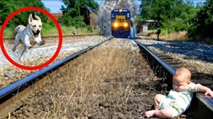 ЖИВОТНЫЕ ГЕРОИ! УДИВИТЕЛЬНЫЕ и НЕВЕРОЯТНЫЕ ИСТРИИ, КОГДА ЖИВОТНЫЕ СПАСЛИ ЧЕЛОВЕКУ ЖИЗНЬ