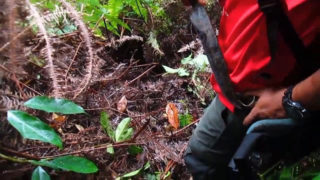 Magical Door At Camp Cobra , Jelawang Jungle , Dabong , Kelantan.