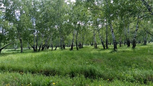 Лето, березы, июнь.