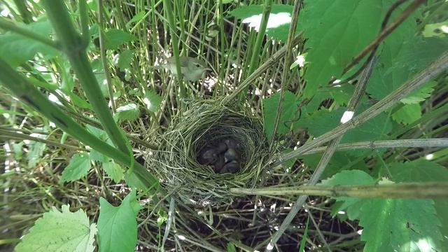 Камышовка Cадовая 150605 15 в крапиве 150623 5 смотреть онлайн