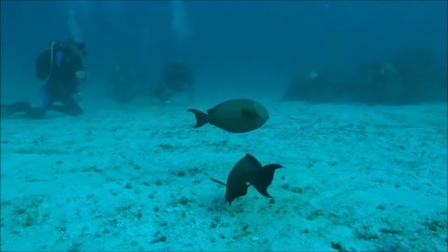 11 09 16 Maldives Surgeon Fish смотреть онлайн