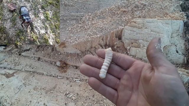 Larva identification: Black Wood Beetle Larva Tree Grub смотреть онлайн