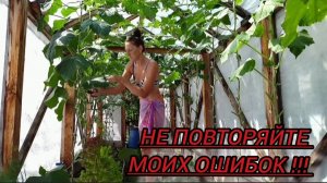УХОД ЗА ОГУРЦАМИ. Не повторяйте моих ошибок!