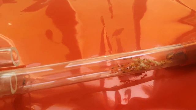 S1 CAMPONOTUS SANCTUS смотреть онлайн