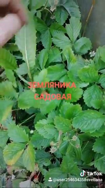 Садовая земляника, выращивание изсемян смотреть онлайн