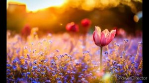 ВОЛШЕБНЫЙ ЦВЕТОК✨💮✨🌺✨🌻✨🌼✨🌸✨🌷✨🌹✨🏵️✨Из м/ф Шёлковая Кисточка (1977 г.). Исполняет Клара Румянова.