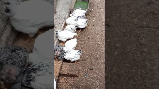 Цыплята, квочка, индоутка, гуска 😁