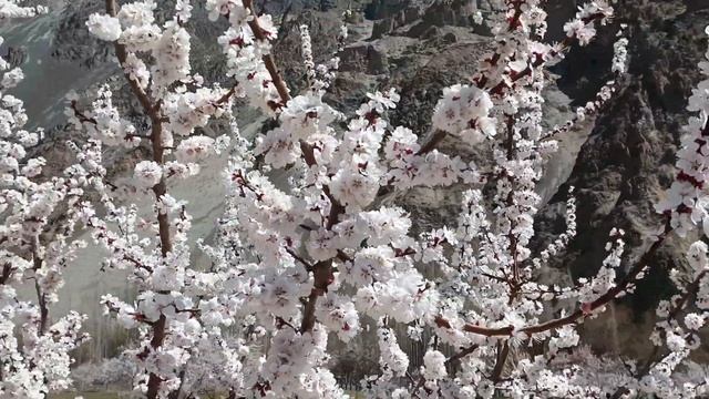 Apricot Blossom Season in Gilgit Baltistan || Pakistan Cherry Blossom|| Hunza || 2023 @VIRTUALJAPAN смотреть онлайн