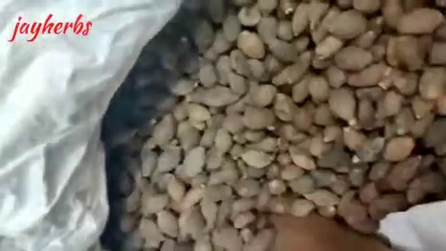Scaphium affine | Sterculia lychnophora | Malva Nuts | Niranjan Phal | निरंजन फल | #jayherbs #herb смотреть онлайн