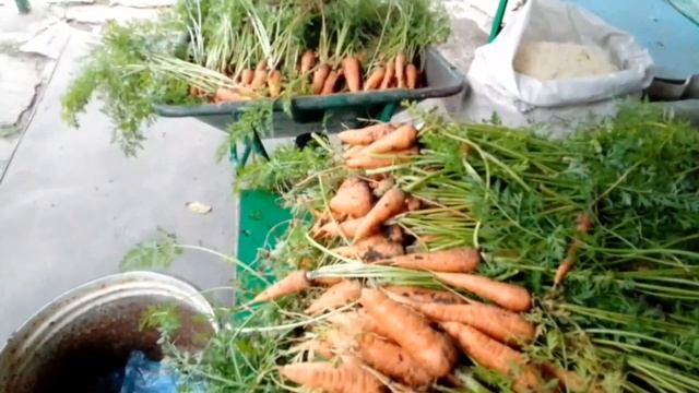 Уборка ранней моркови. смотреть онлайн