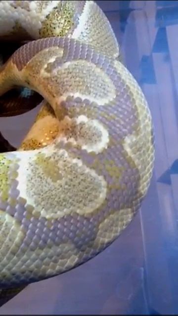 Caramel Albino 2.. смотреть онлайн