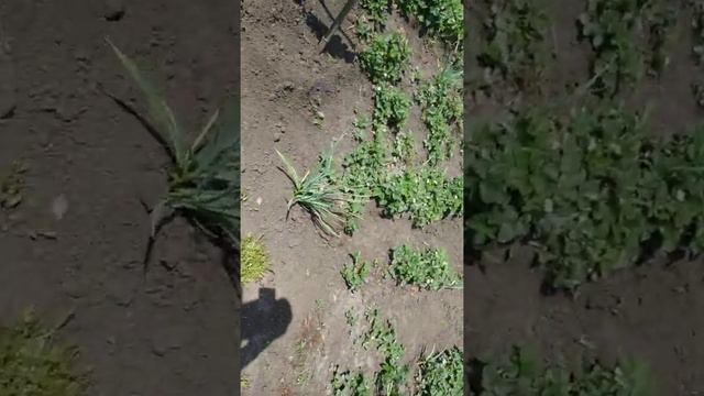 Весенний сибирский яблоневый садик 2 часть.13.05.20. смотреть онлайн