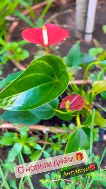Мир нам🌺🪄 #мирумир #красотамира #красотадуши #магия #таро #цветы #gardening #крым #стихияземли смотреть онлайн