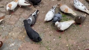 Чтобы заменить яблочный уксус нужно... Набор кислот и витаминов. Выводим голубят, выводной сезон.