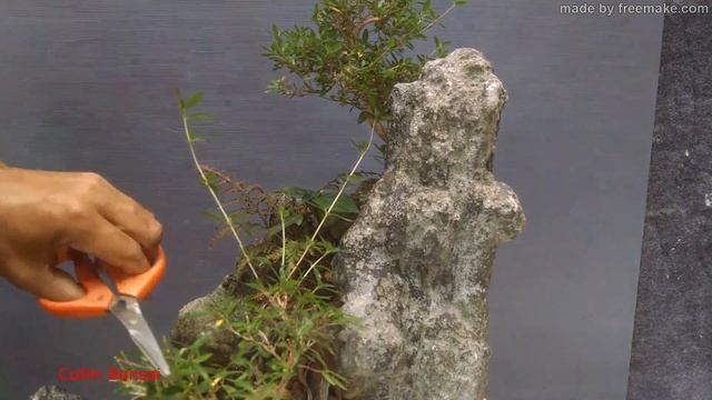 Serissa - Dicas e Manutenção ( Bonsai ) смотреть онлайн