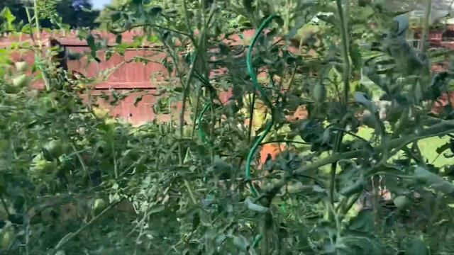 The Tomato Curling Crisis of 2021 - Curling Leaves and Possible Water or Moisture Issue смотреть онлайн