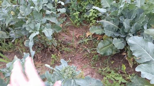 Брокколи или ценный сульфорафан смотреть онлайн