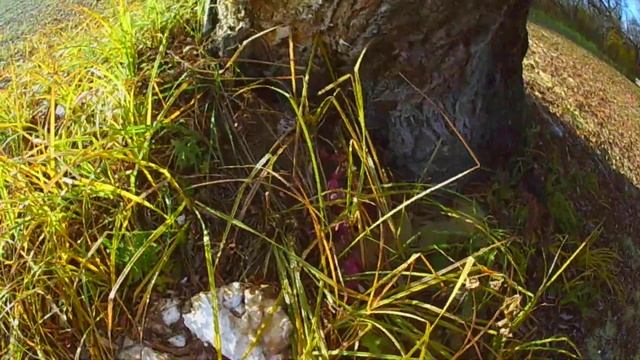 #осень#дерево прогулка к реке. 5.11.18 смотреть онлайн