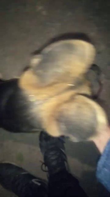 Немецкая овчарка 3 месяца и поводок не понятно стало кто кого выгуливает 😂 смотреть онлайн