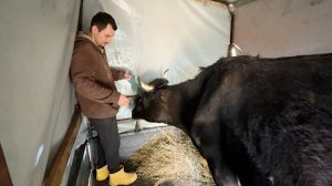 Сокращаем хозяйство. Продали еще одну корову. Кто остался? Что будет дальше? Жизнь простых людей.