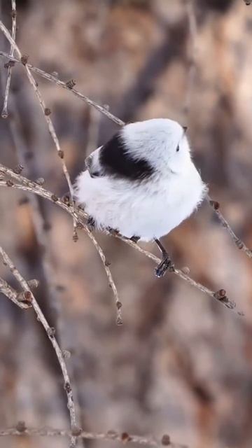 Long tailed tit bird - #shorts #longtailedtit #birds #birdsvideo смотреть онлайн