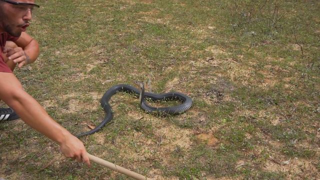Cobra Scuipătoare M-A SCUIPAT CU VENIN LETAL | M-am Panicat La Maxim..