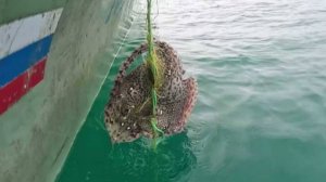 В Сочи завершается ловля камбалы