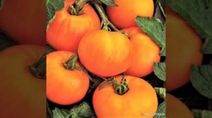 томат оранжевый гигант.