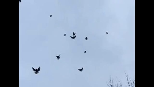 Мое измененное видео смотреть онлайн