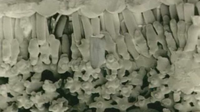 Plant cells under the microscope смотреть онлайн