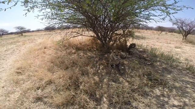 Namibia Cheetah Conservation Fund смотреть онлайн