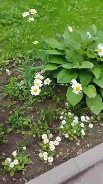 ромашки смотреть онлайн