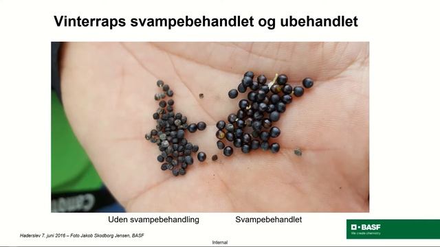 Landmandstræf 2021. Svampebekæmpelse og vækstregulering i raps og frø v Jakob Skodborg Jensen, BAS смотреть онлайн