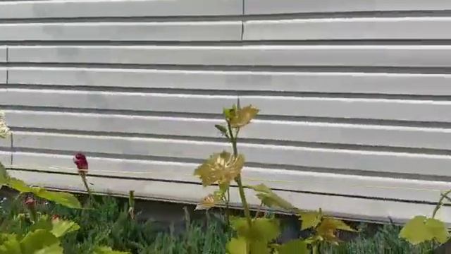 Формирование винограда в начале лета смотреть онлайн