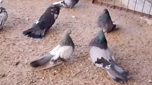 Где они будут при ветре 5м/с.