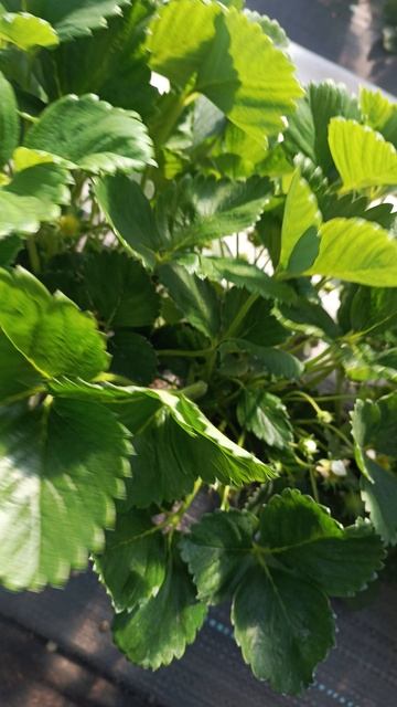 первая красная клубника в 2035 году 🍓🍓🍓 смотреть онлайн