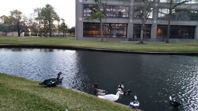 Ducks playing Swimming in the lake 4K !