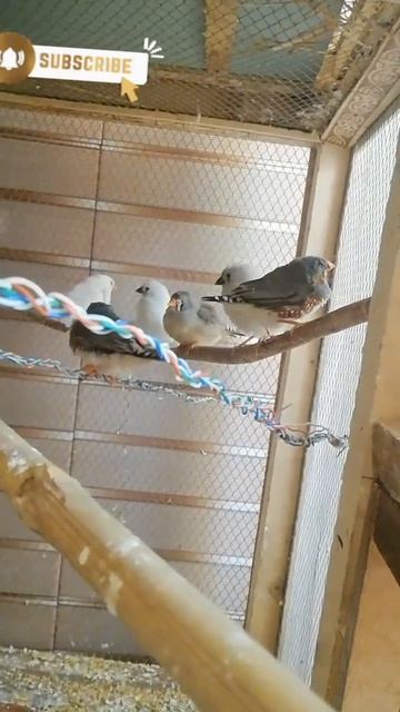 #trend #shorts #birdsloves #finches #zebra #birdslovers #mutation #subscribe #tags смотреть онлайн