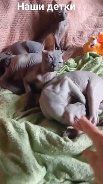 Котята. Донской Сфинкс. смотреть онлайн